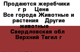 Продаются жеребчики 14,15 16 г.р  › Цена ­ 177 000 - Все города Животные и растения » Другие животные   . Свердловская обл.,Верхний Тагил г.